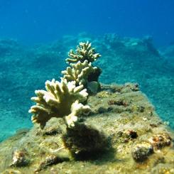 Saving the coral reefs of Tumbak 9502,raw,12EN1590-ACROPORIS.jpg